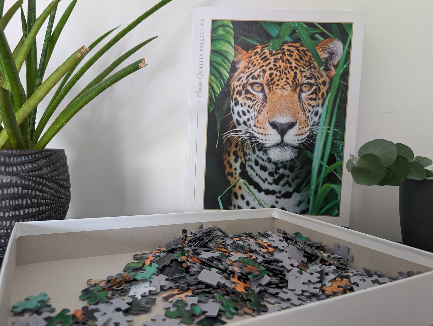 Jaguar in the Jungle