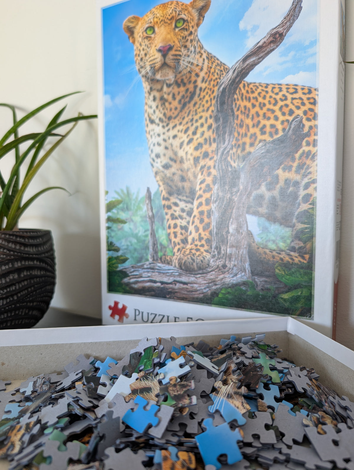 Wild leopard