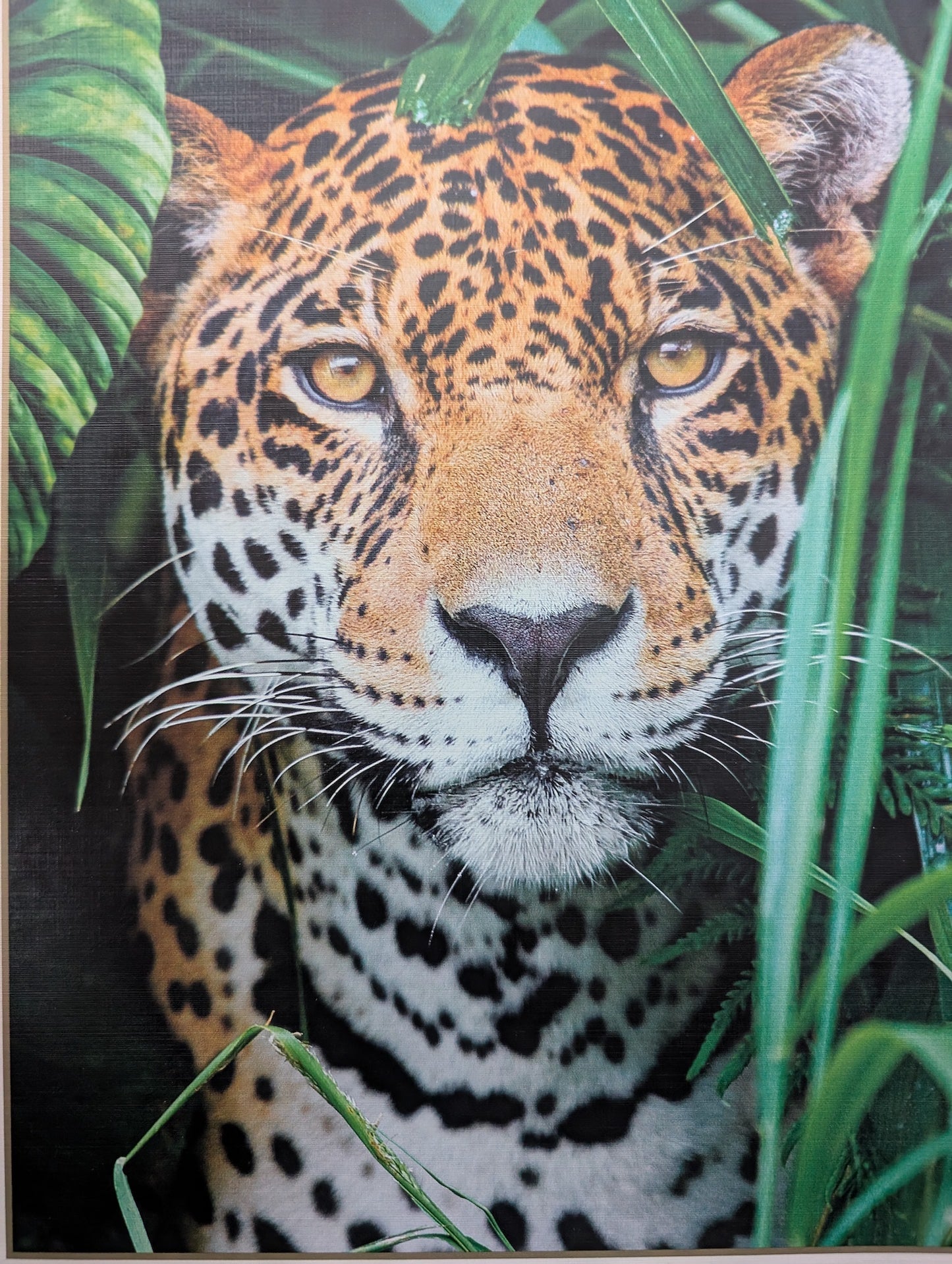 Jaguar in the Jungle