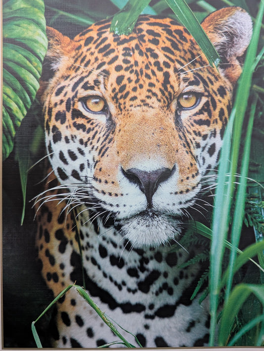 Jaguar in the Jungle