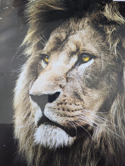 Lion's portrait