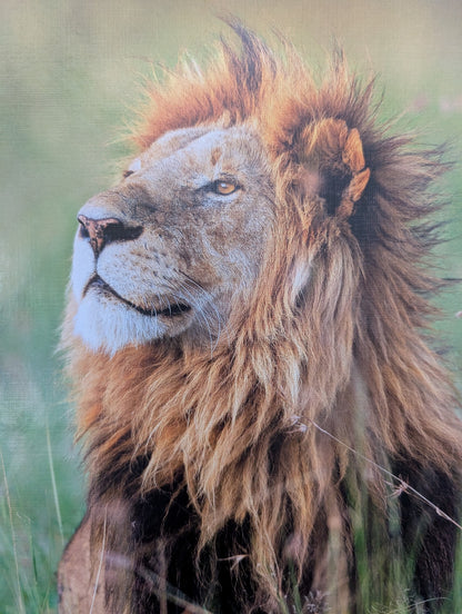Lion, Kenya