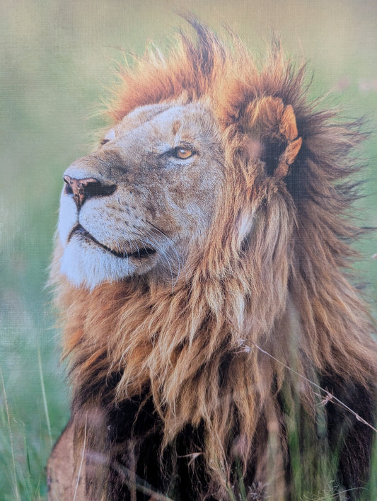 Lion, Kenya