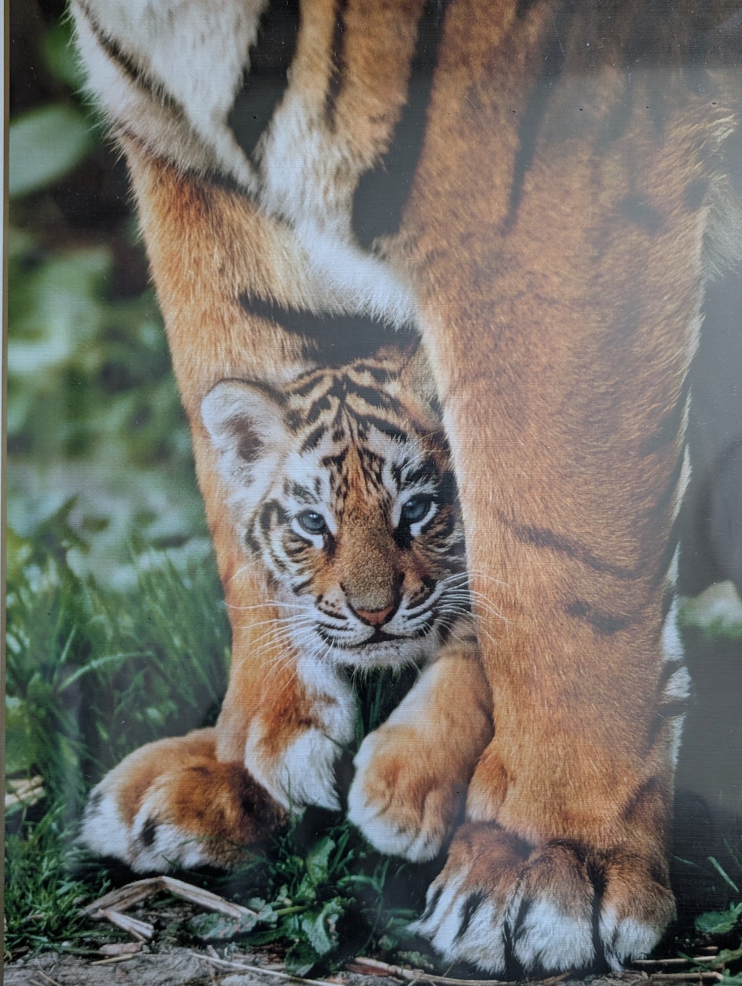 Bengal Tiger Cub (UUS)