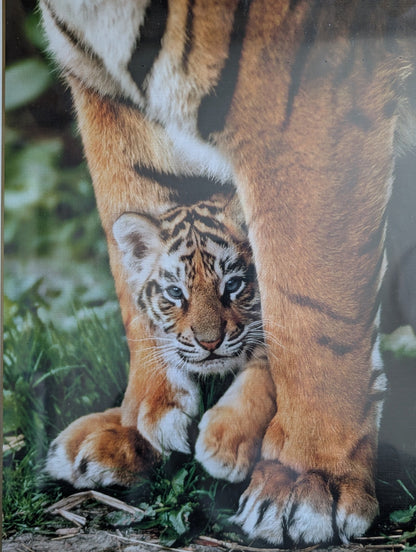 Bengal Tiger Cub (UUS)
