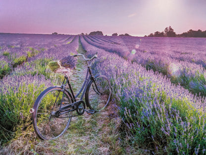Bike in a lavender field