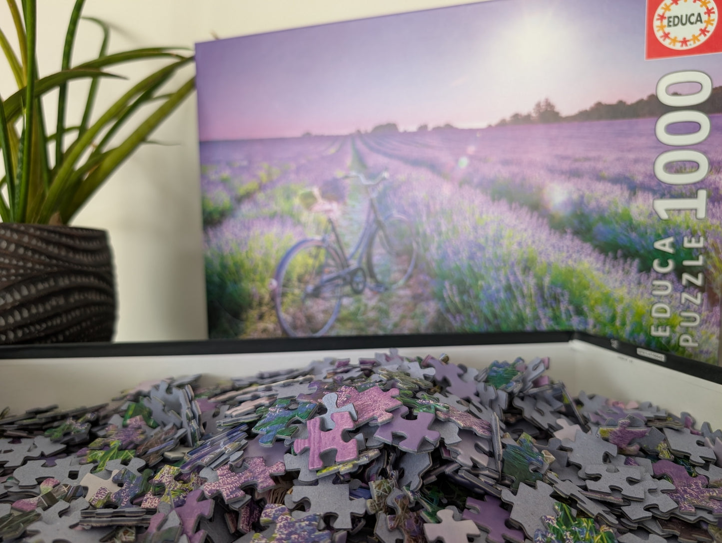 Bike in a lavender field