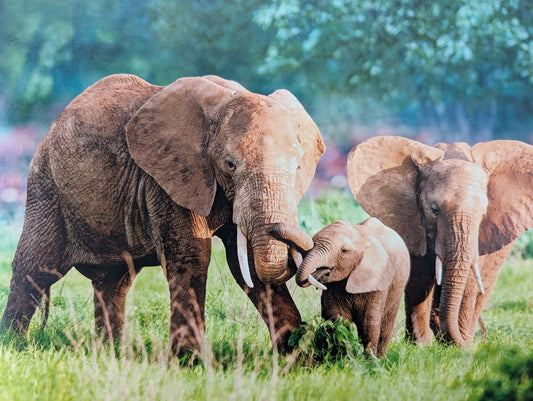 Elephant Family