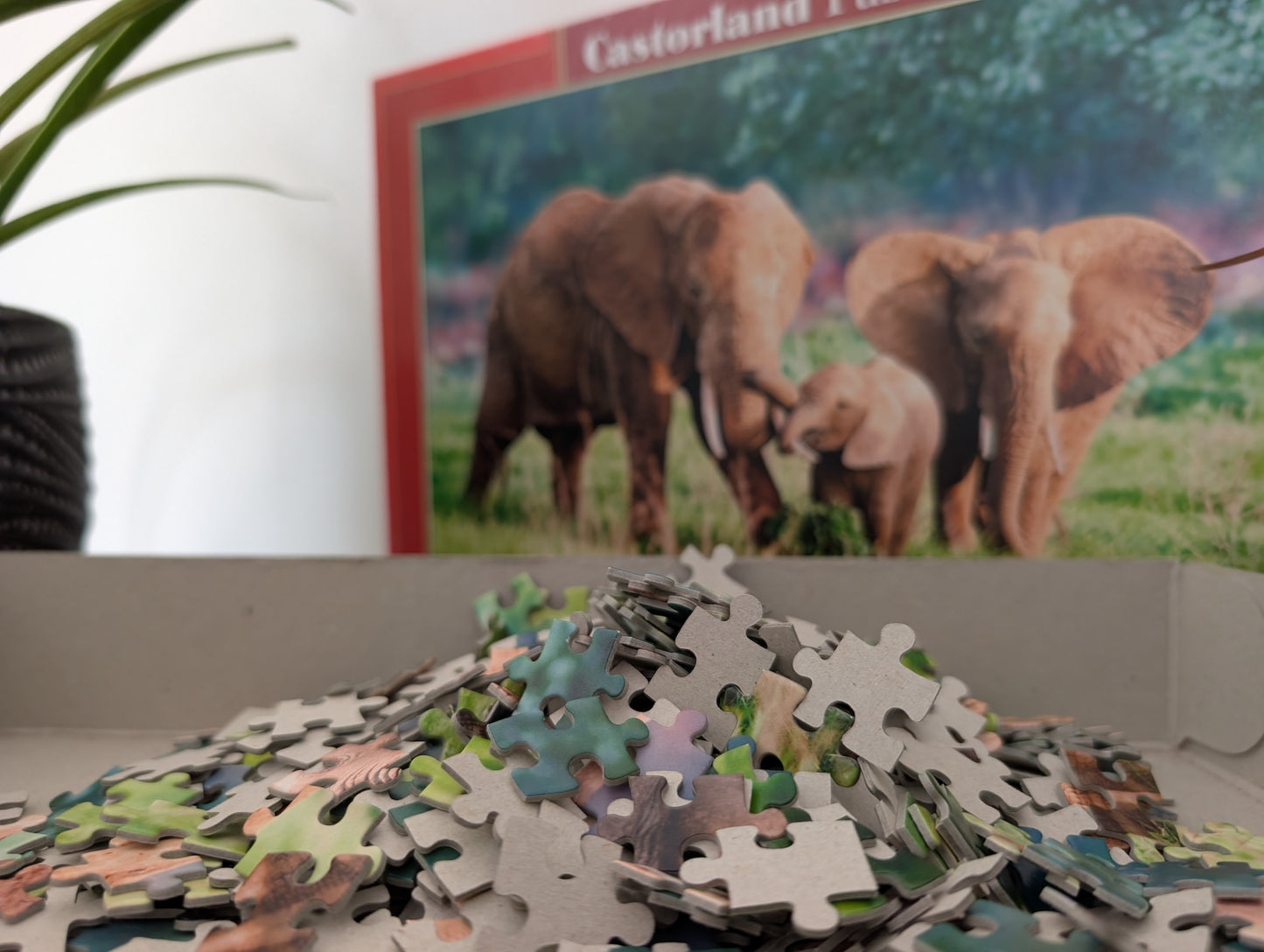 Elephant Family