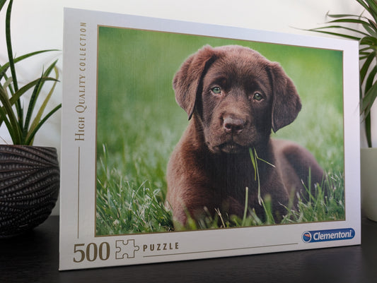 Chocolate puppy