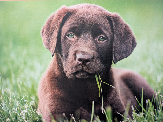 Chocolate puppy