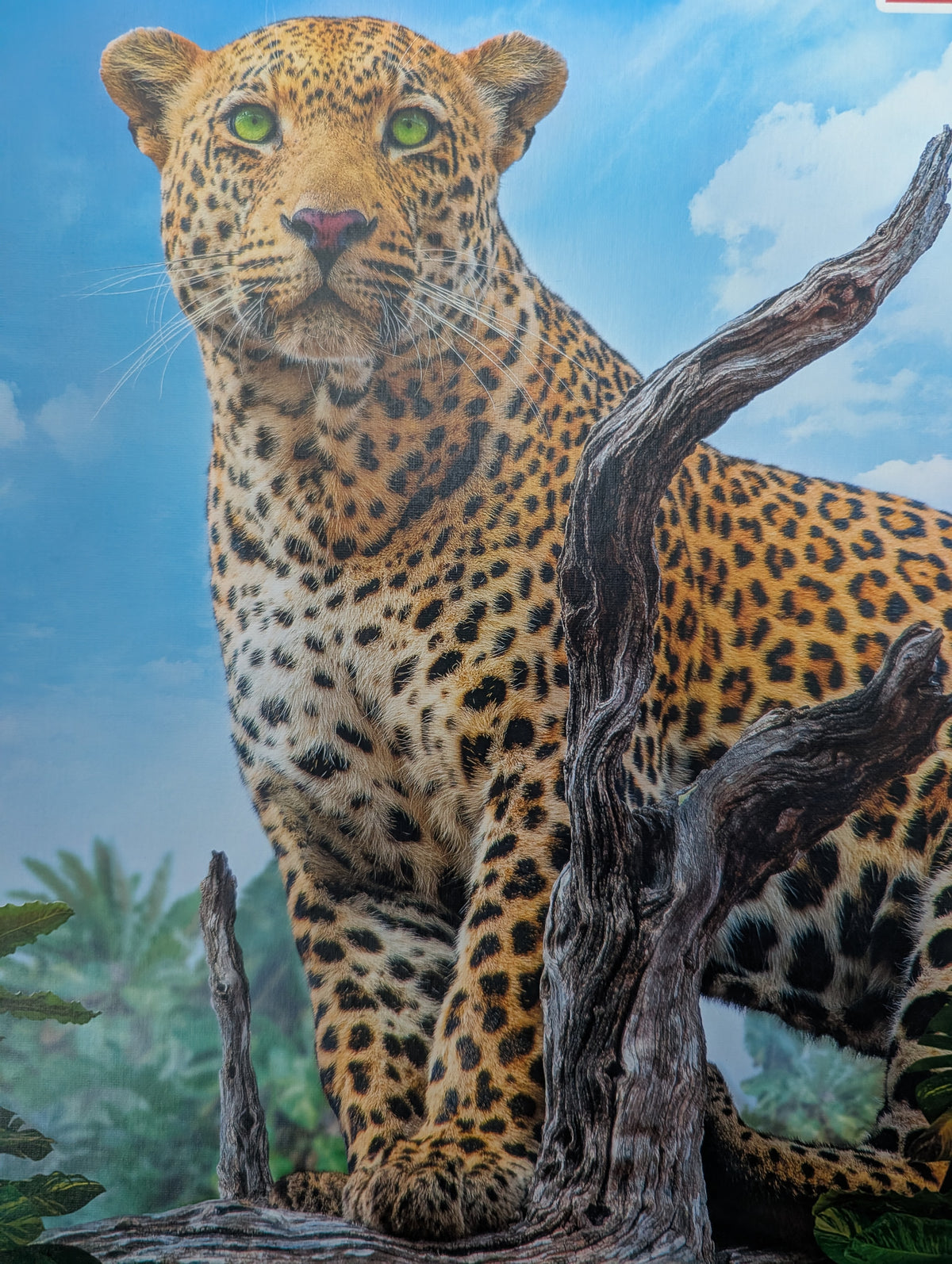Wild leopard